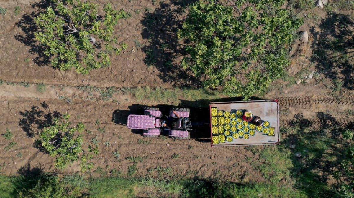 Aydın'da incir hasadı başladı