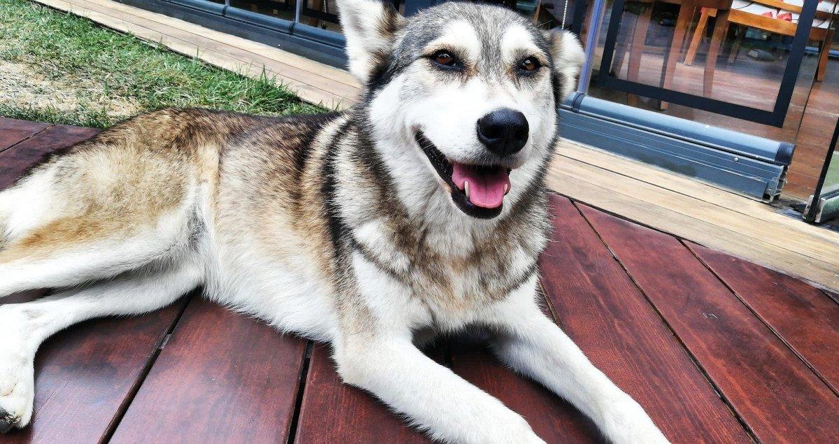 Sarıyer’de köpeği ezip yoluna devam etti