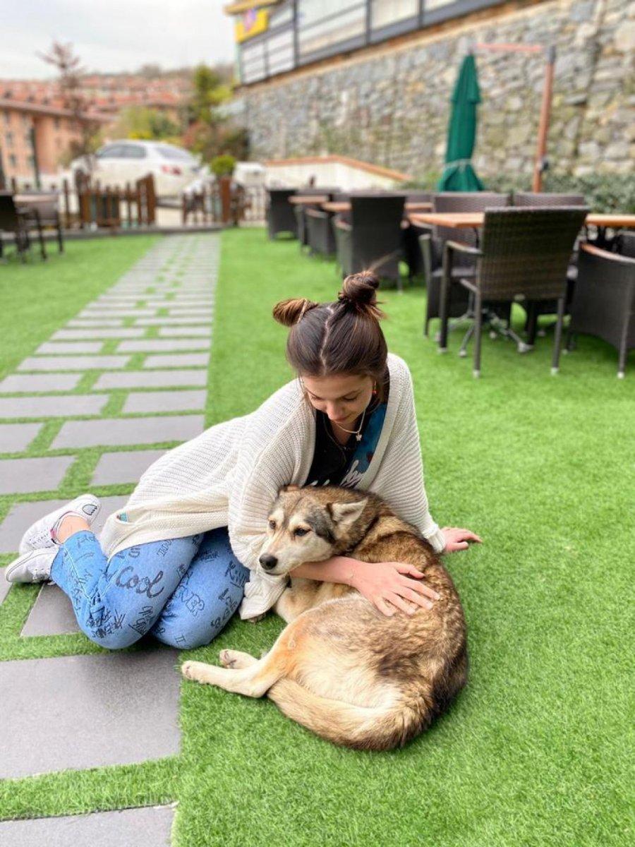Sarıyer’de köpeği ezip yoluna devam etti