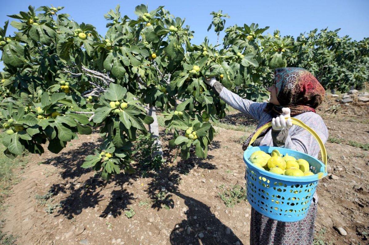 Aydın'da incir hasadı başladı