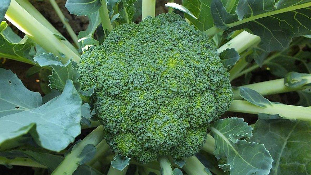 Karaciğeri temizleyen 10 besin