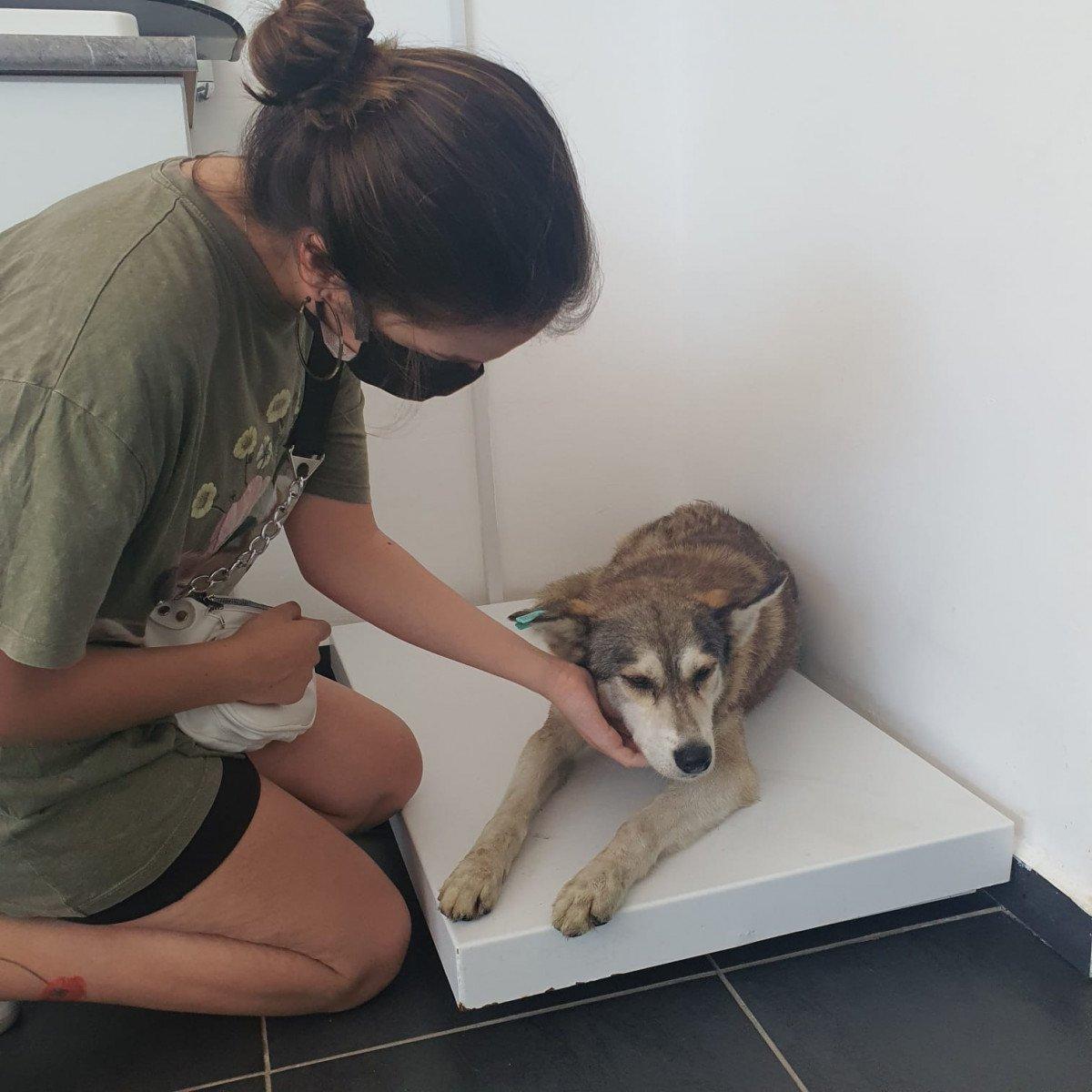 Sarıyer’de köpeği ezip yoluna devam etti