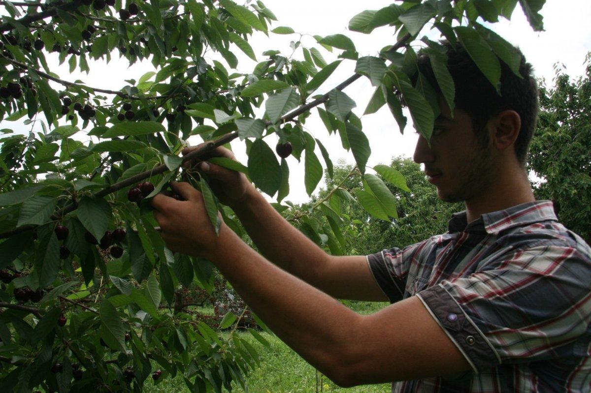 Kiraz üretimi