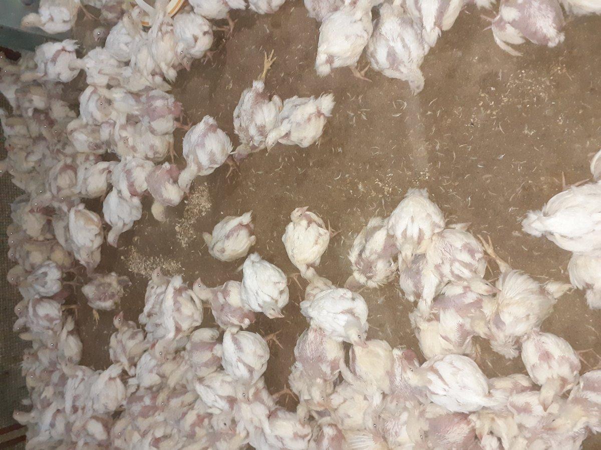 Malatya'da elektrik kesintileri, 35 bin tavuğu telef etti