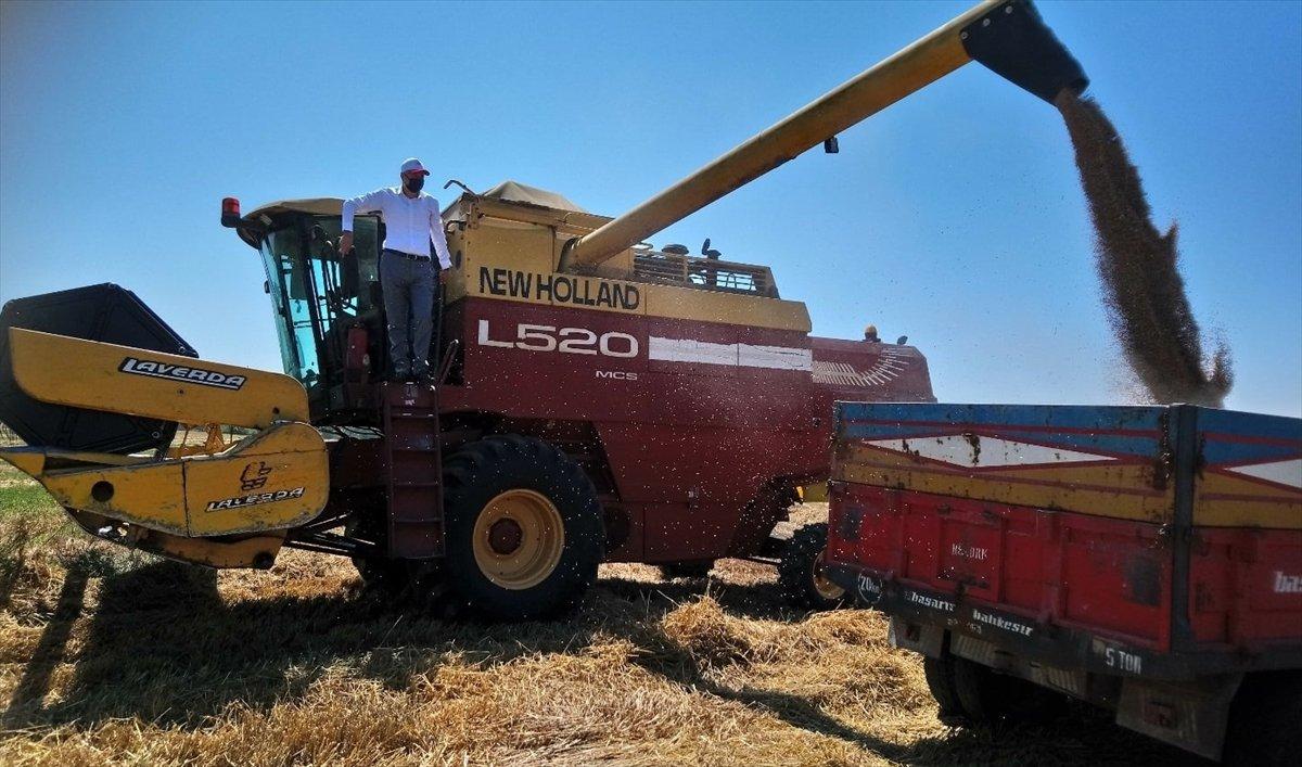 Edirne'de buğday hasadı bitti