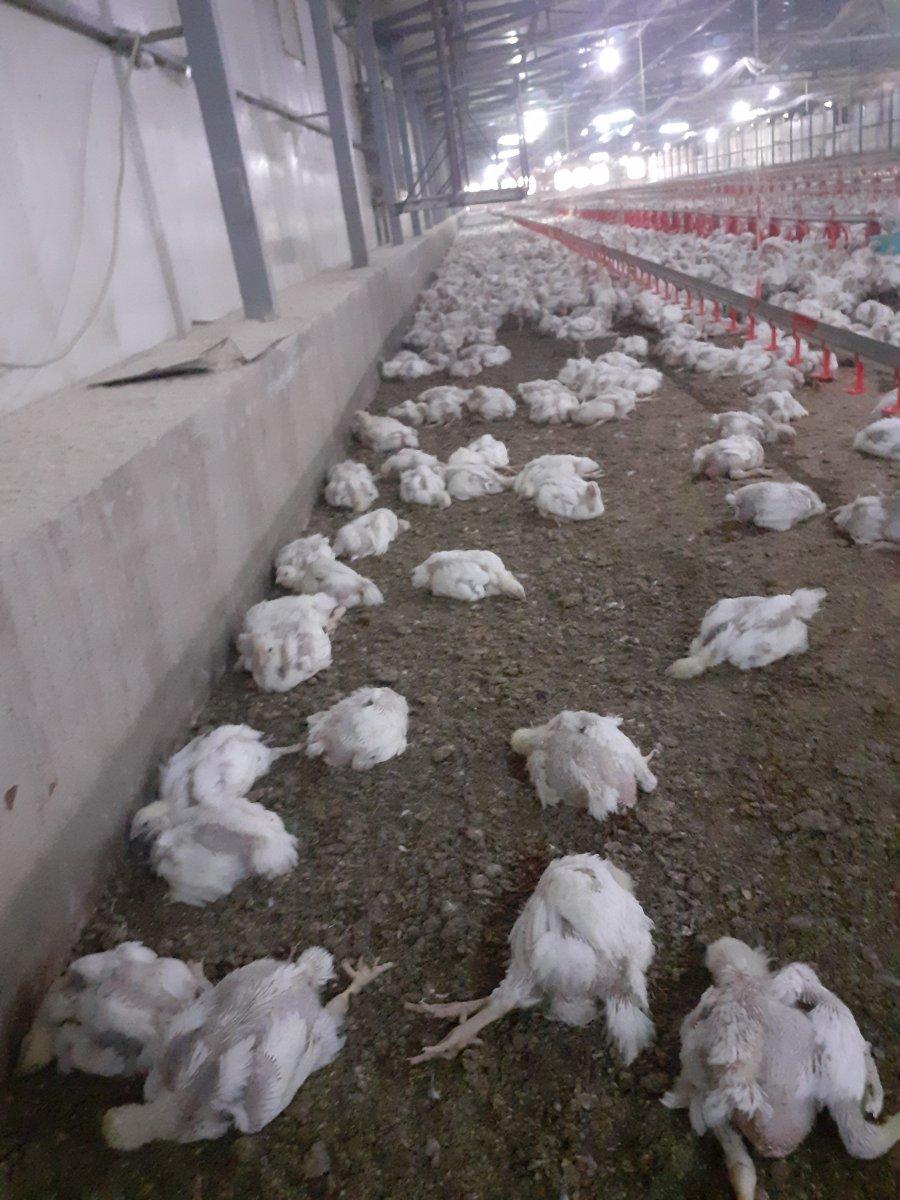 Malatya'da elektrik kesintileri, 35 bin tavuğu telef etti