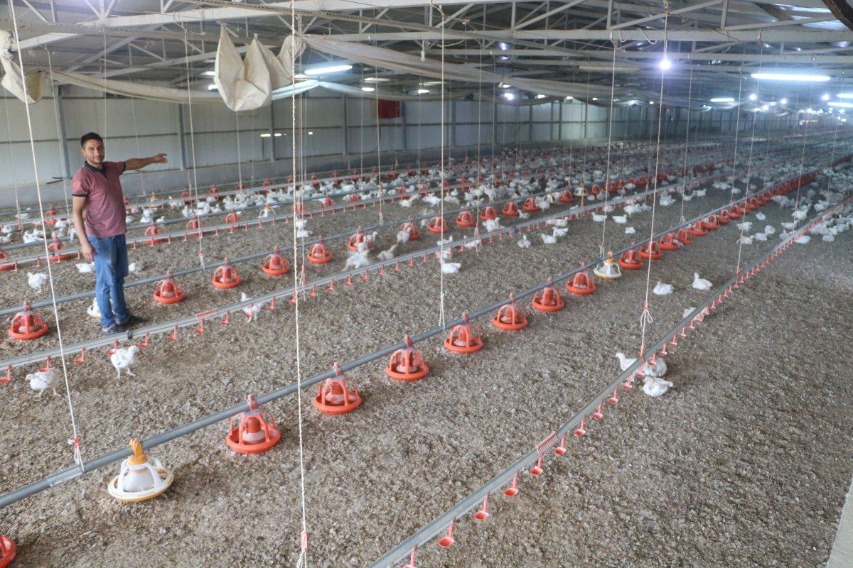 Malatya'da elektrik kesintileri, 35 bin tavuğu telef etti
