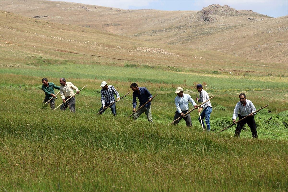 Ağrı'da çiftçiler, asırlık tırpan usulüyle hayvanları için ot biçiyor