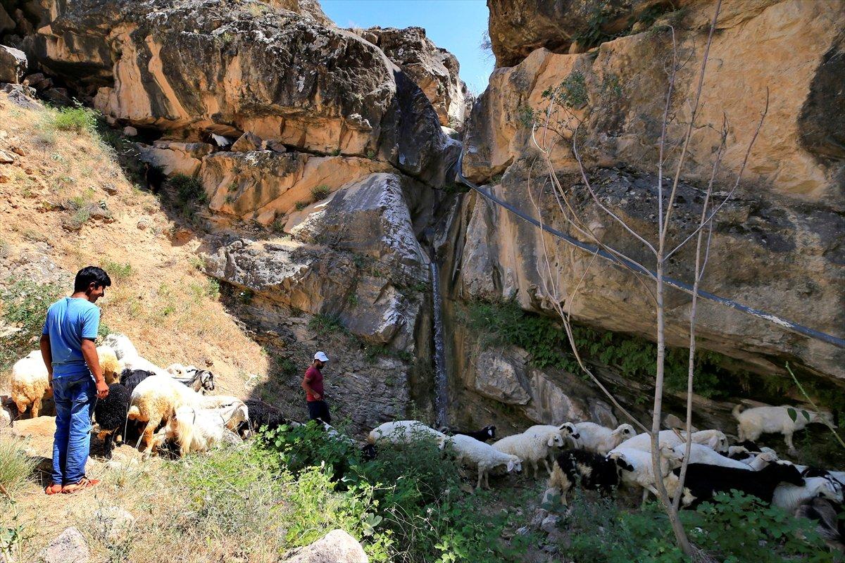 Besiciler sıcaktan bunalan hayvanları şelalede yıkıyor