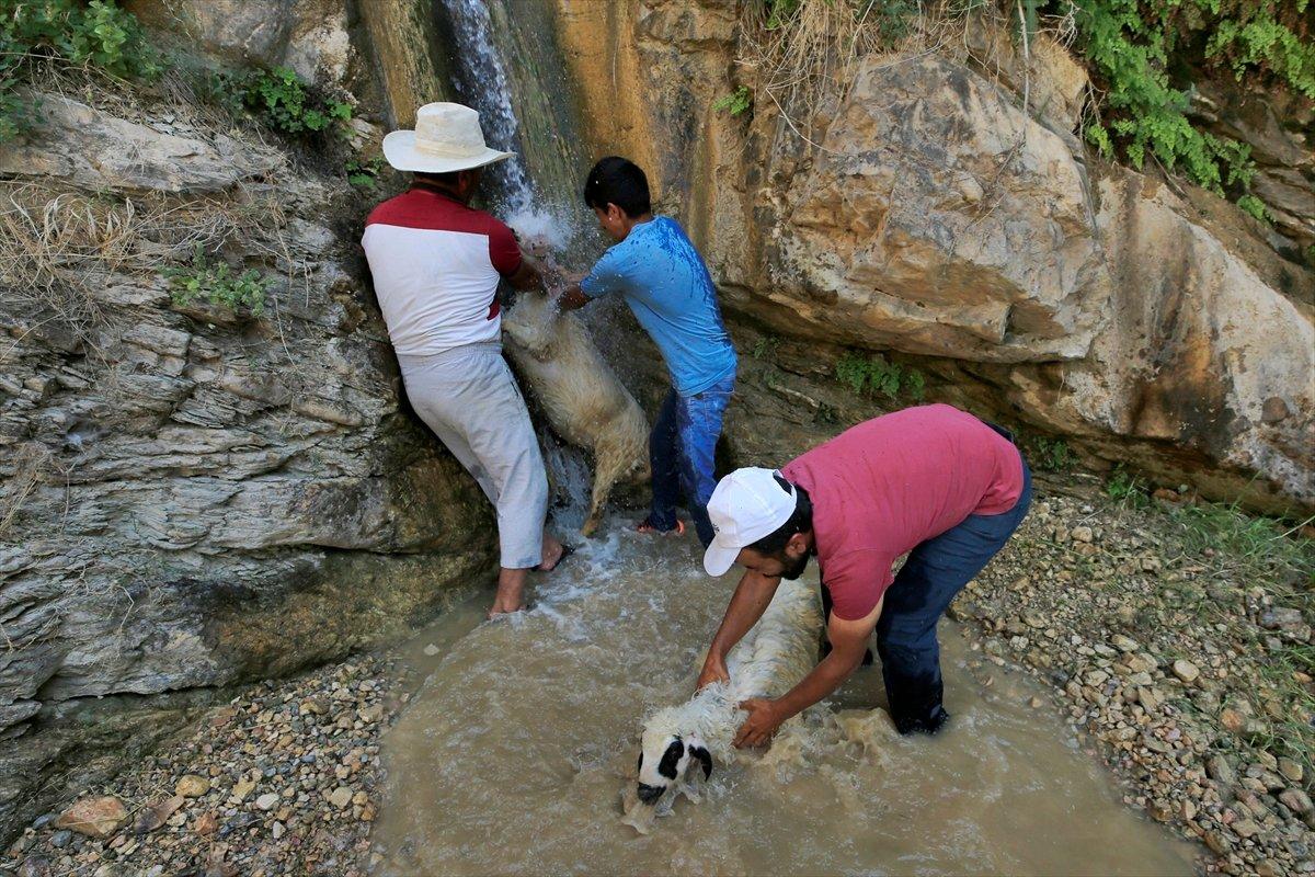 Besiciler sıcaktan bunalan hayvanları şelalede yıkıyor