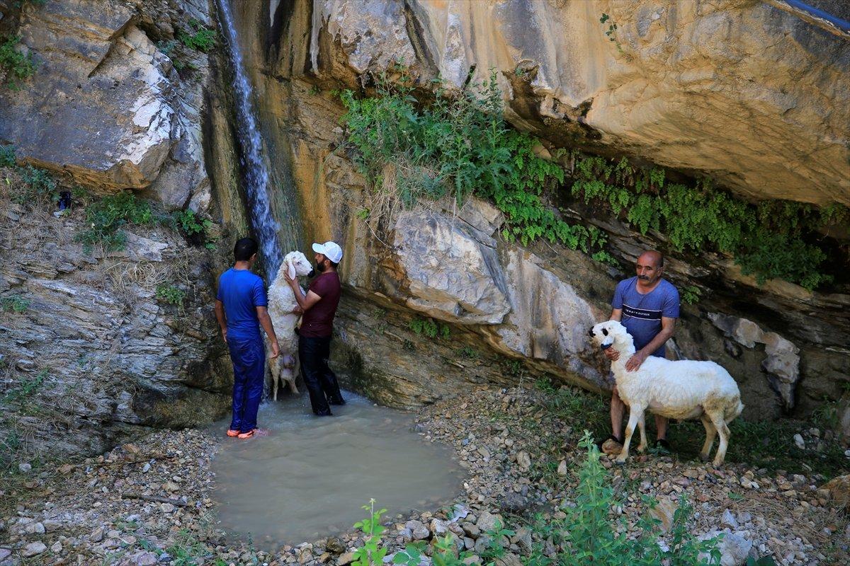 Besiciler sıcaktan bunalan hayvanları şelalede yıkıyor