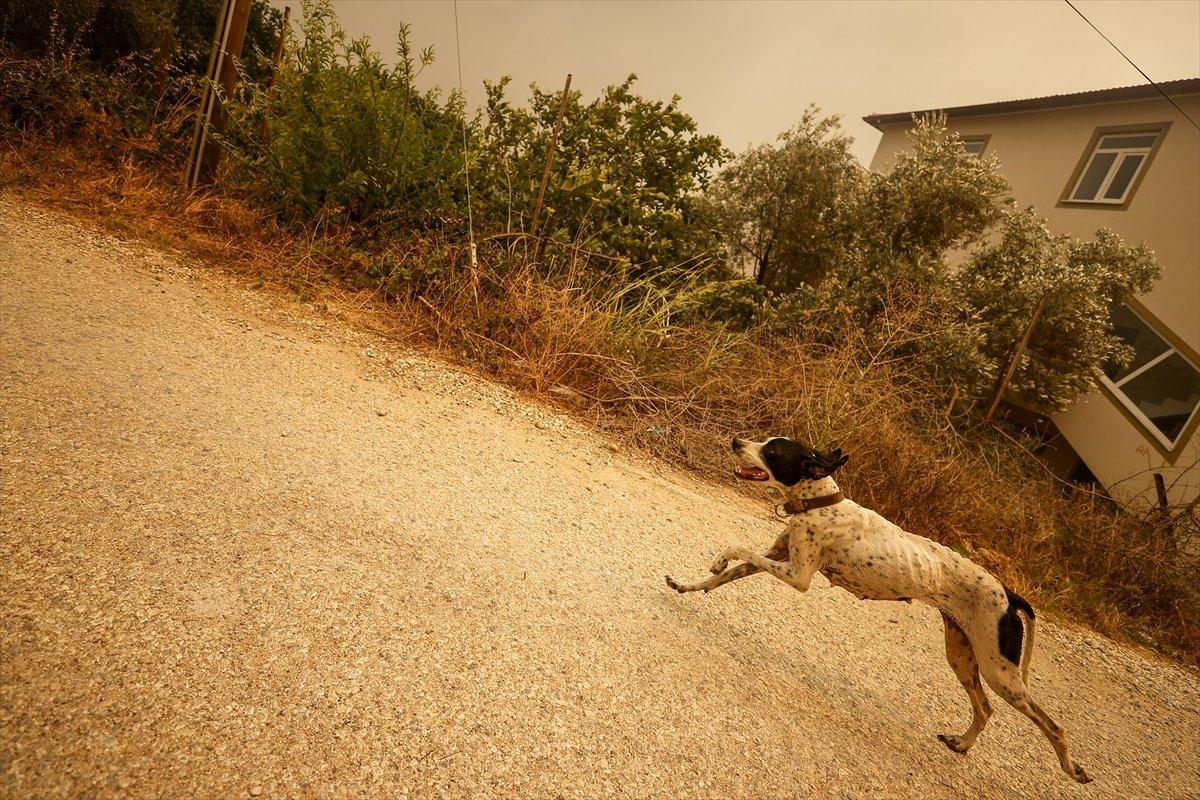 Manavgat'ta yangından etkilenenlerin sayısı belli oldu