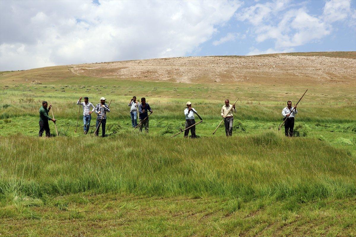Ağrı'da çiftçiler, asırlık tırpan usulüyle hayvanları için ot biçiyor