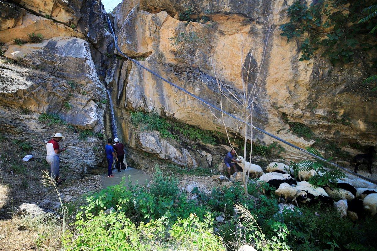 Besiciler sıcaktan bunalan hayvanları şelalede yıkıyor