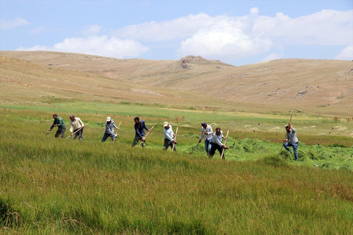 Ağrı'da çiftçiler, asırlık tırpan usulüyle hayvanları için ot biçiyor