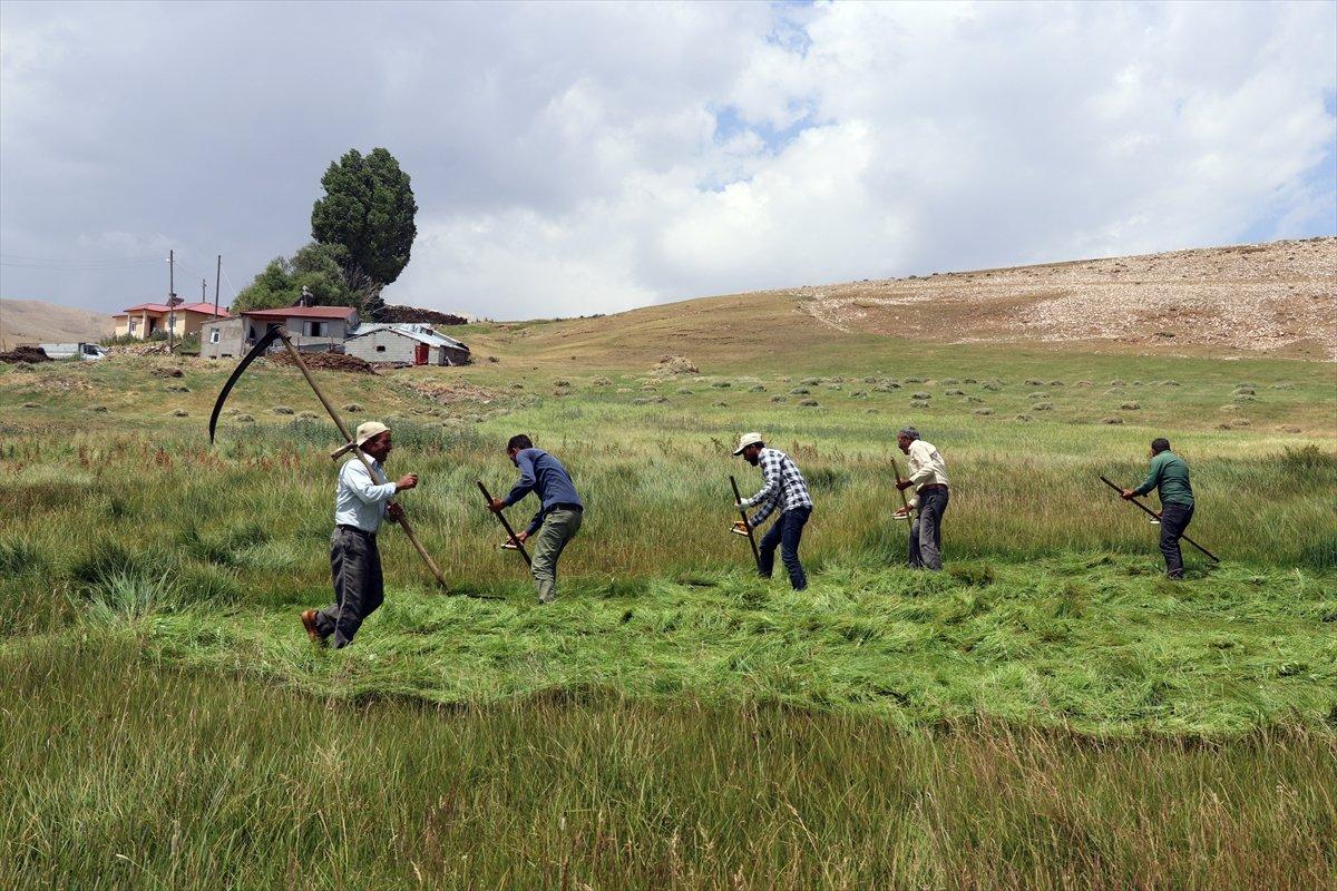 Ağrı'da çiftçiler, asırlık tırpan usulüyle hayvanları için ot biçiyor