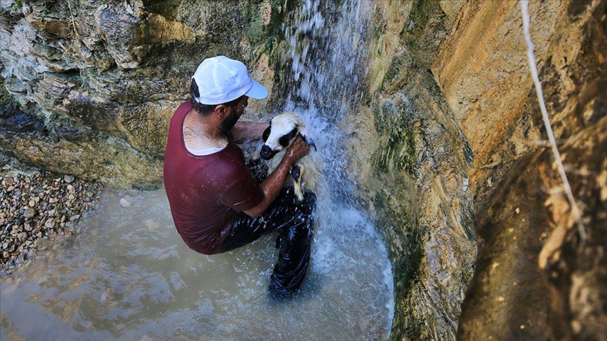Besiciler sıcaktan bunalan hayvanları şelalede yıkıyor