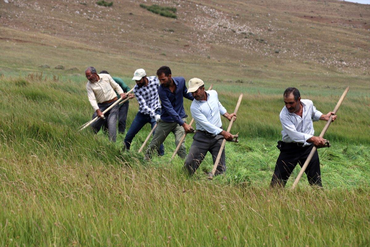 Ağrı'da çiftçiler, asırlık tırpan usulüyle hayvanları için ot biçiyor