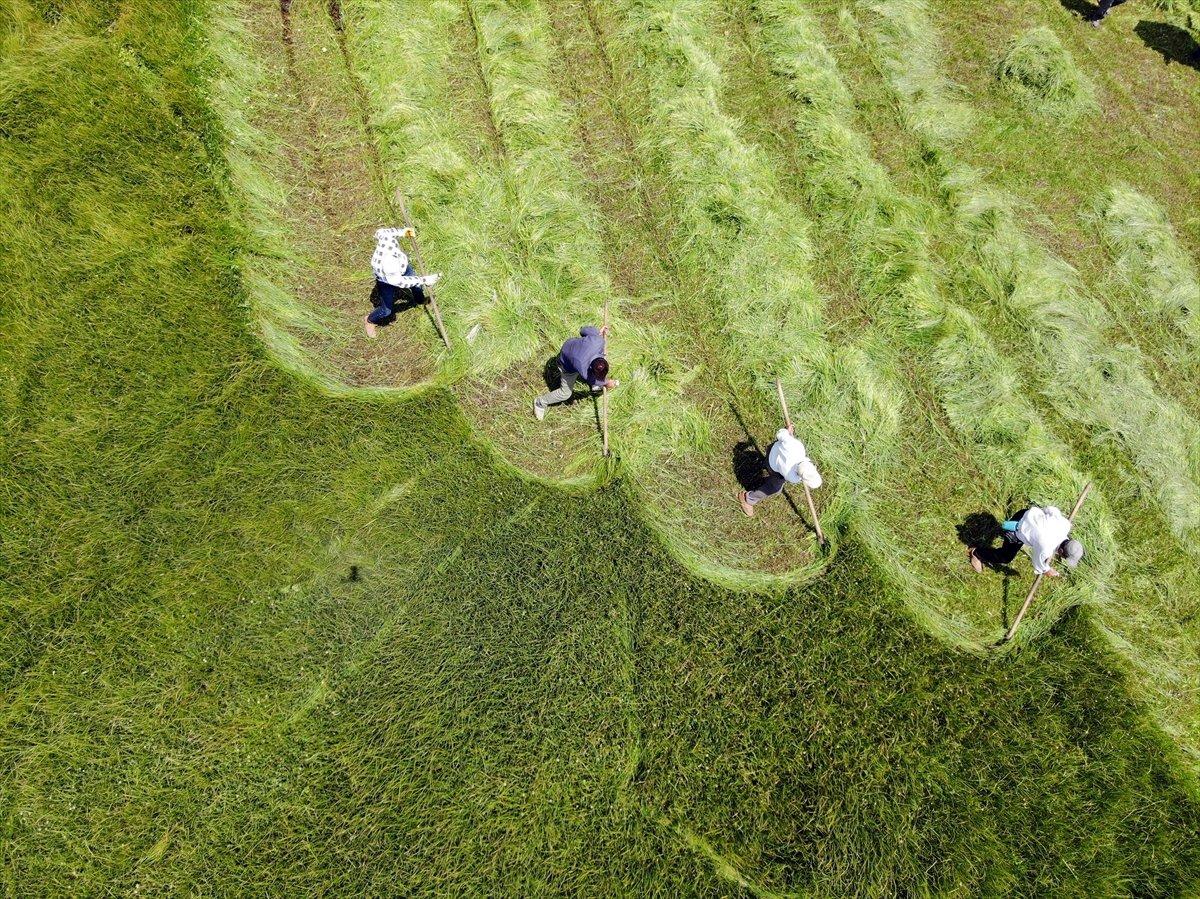 Ağrı'da çiftçiler, asırlık tırpan usulüyle hayvanları için ot biçiyor