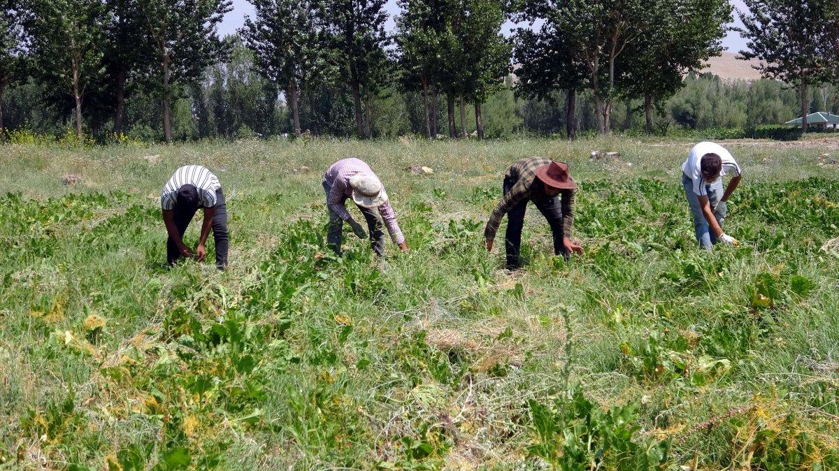 Yazdığı romanını tarlada çapa yaparak biriktirdiği parayla bastırdı