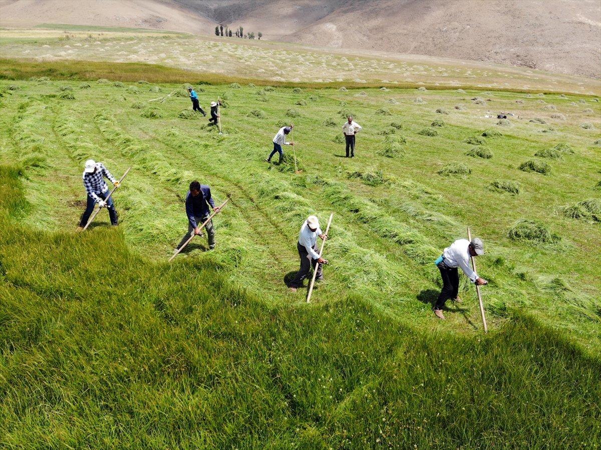 Ağrı'da çiftçiler, asırlık tırpan usulüyle hayvanları için ot biçiyor
