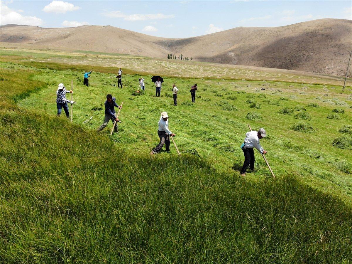 Ağrı'da çiftçiler, asırlık tırpan usulüyle hayvanları için ot biçiyor