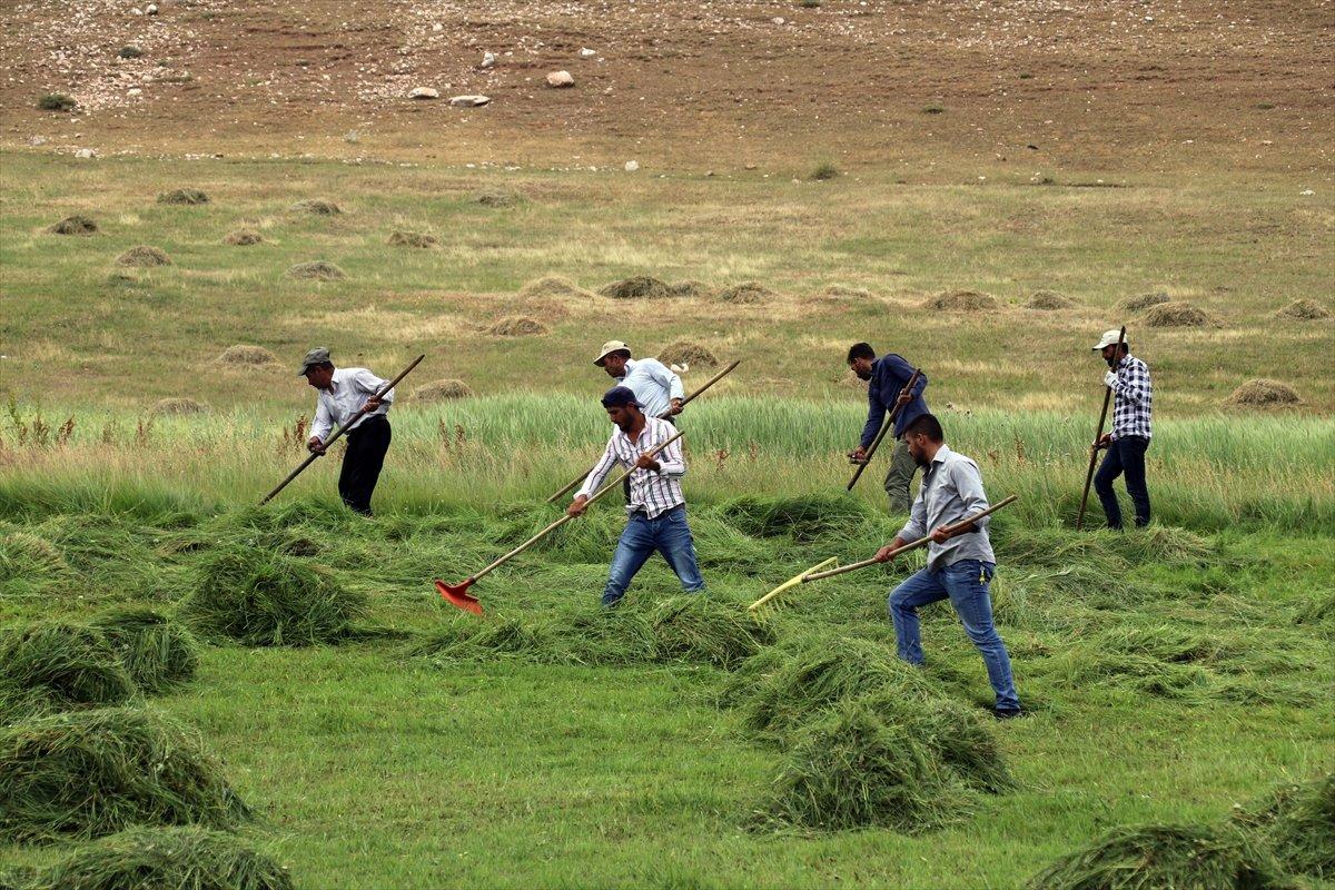 Ağrı'da çiftçiler, asırlık tırpan usulüyle hayvanları için ot biçiyor