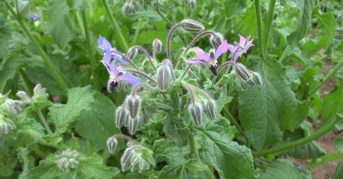 10 doğal antidepresan