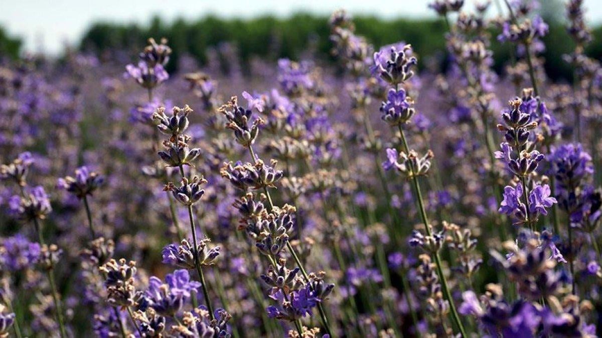 10 doğal antidepresan