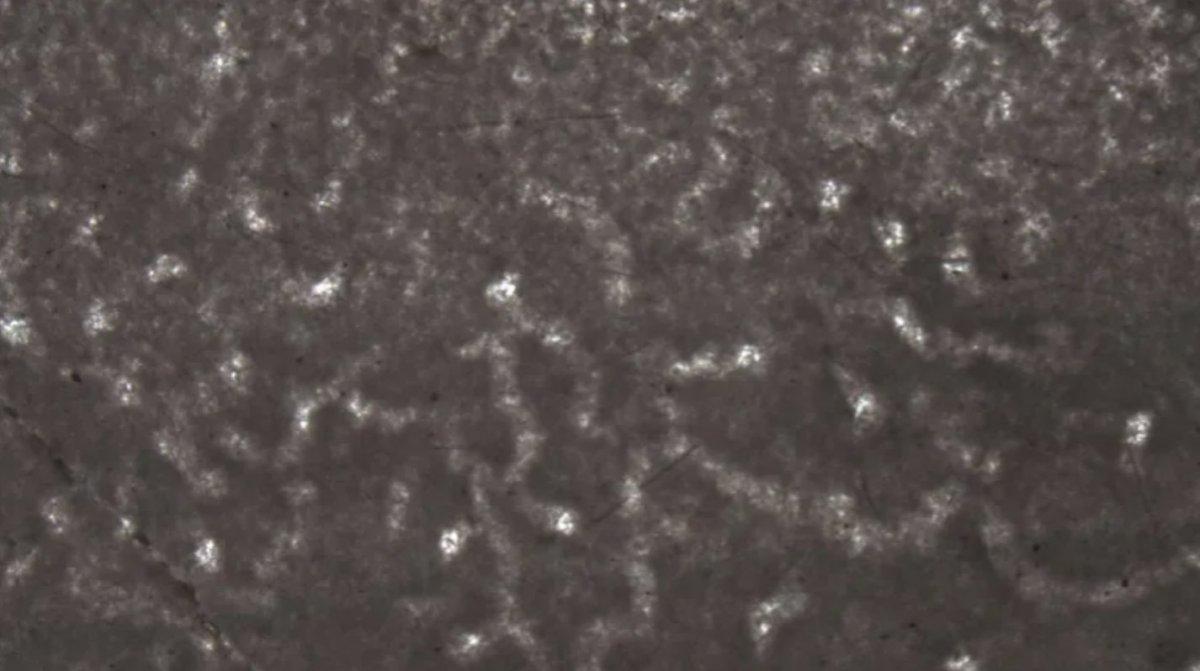 Kanada’da 890 milyon yıl öncesine ait hayvan fosili bulundu