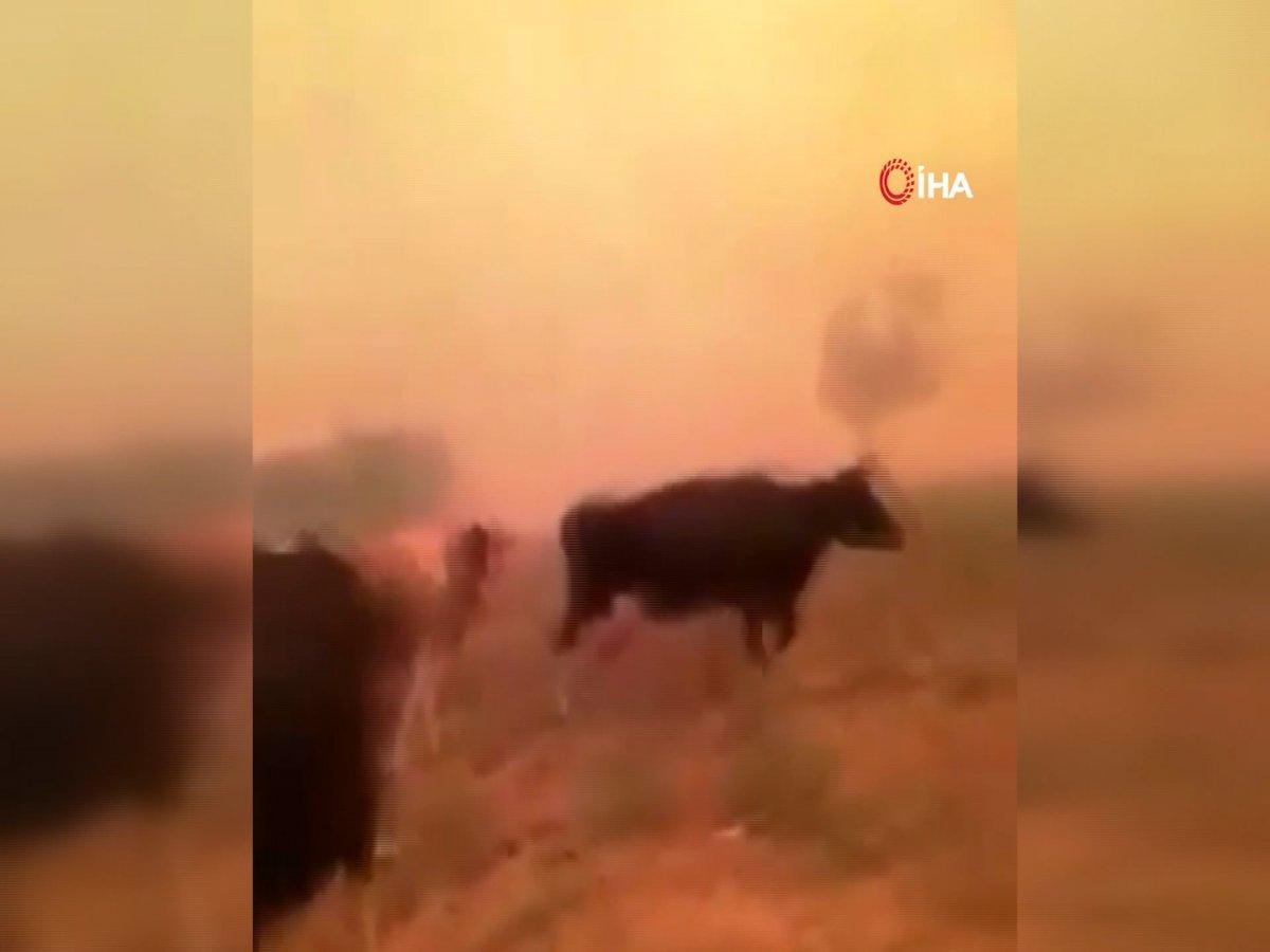 Antalya'da inekleri alevlerin ortasında kalan adamın yürek yakan feryadı