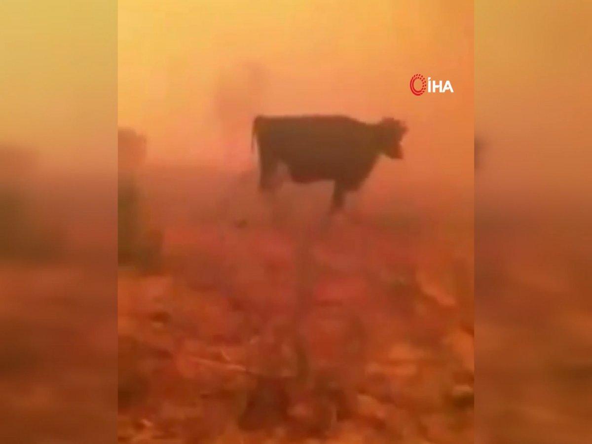 Antalya'da inekleri alevlerin ortasında kalan adamın yürek yakan feryadı