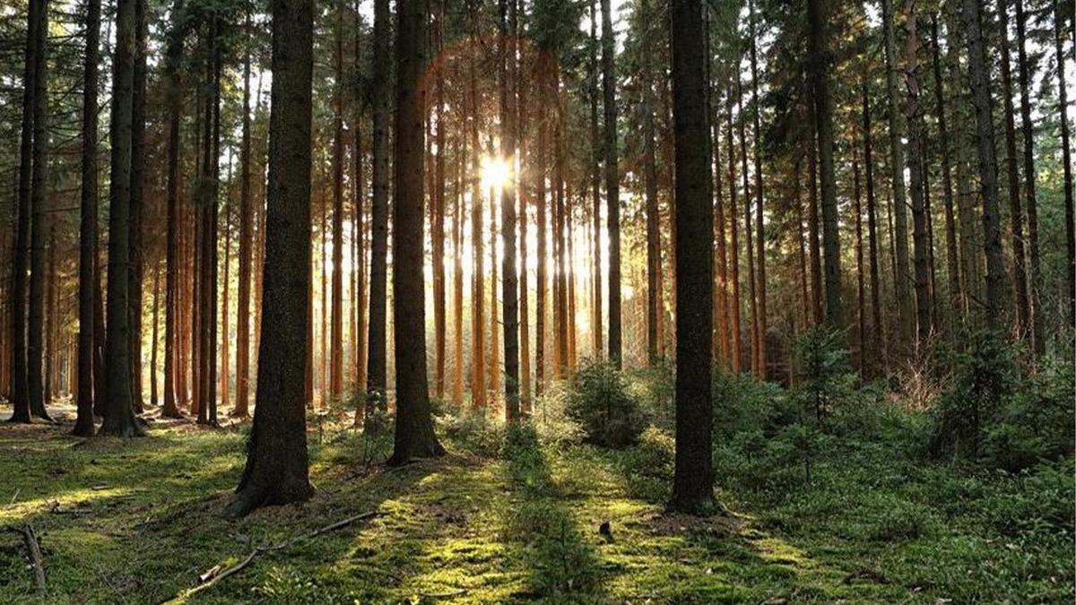 Balıkesir ve İzmir'de ormanlara giriş yasaklandı