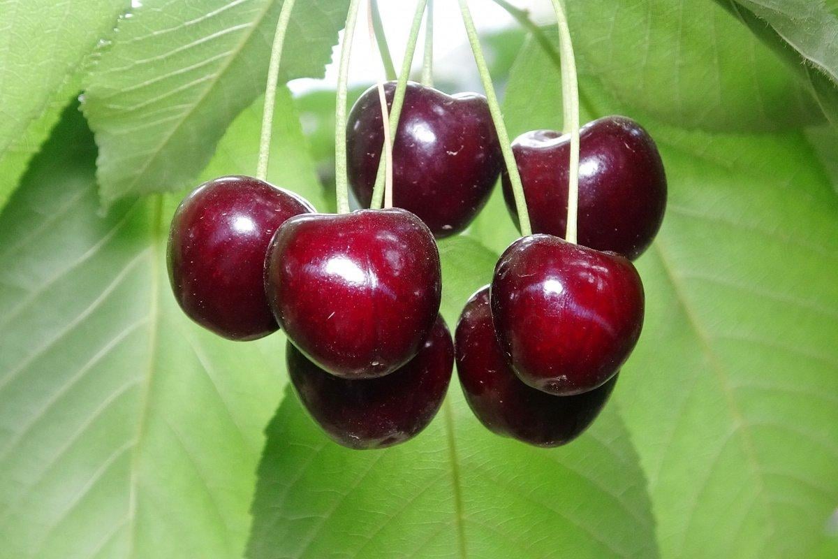 Ürik asidi uzak tutmanıza yardımcı olacak 7 besin