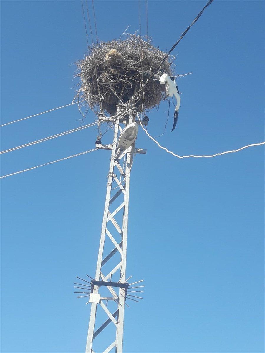 Leylek ayağına dolanan telden kurtuldu
