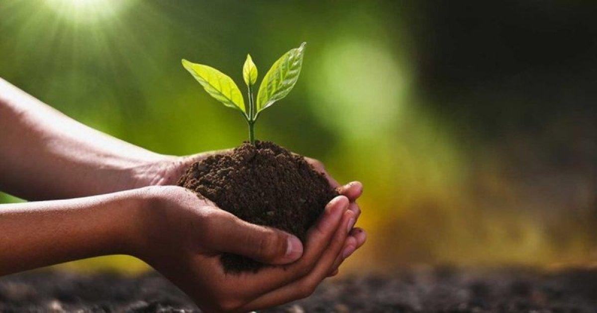 TEMA Vakfı fidan bağışı ekranı! TEMA Vakfı fidan bağışı nasıl yapılır, ücreti ne kadar?