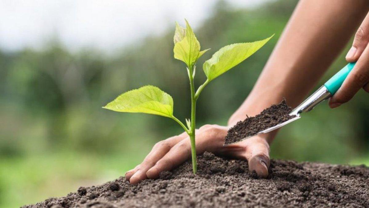 TEMA Vakfı fidan bağışı ekranı! TEMA Vakfı fidan bağışı nasıl yapılır, ücreti ne kadar?