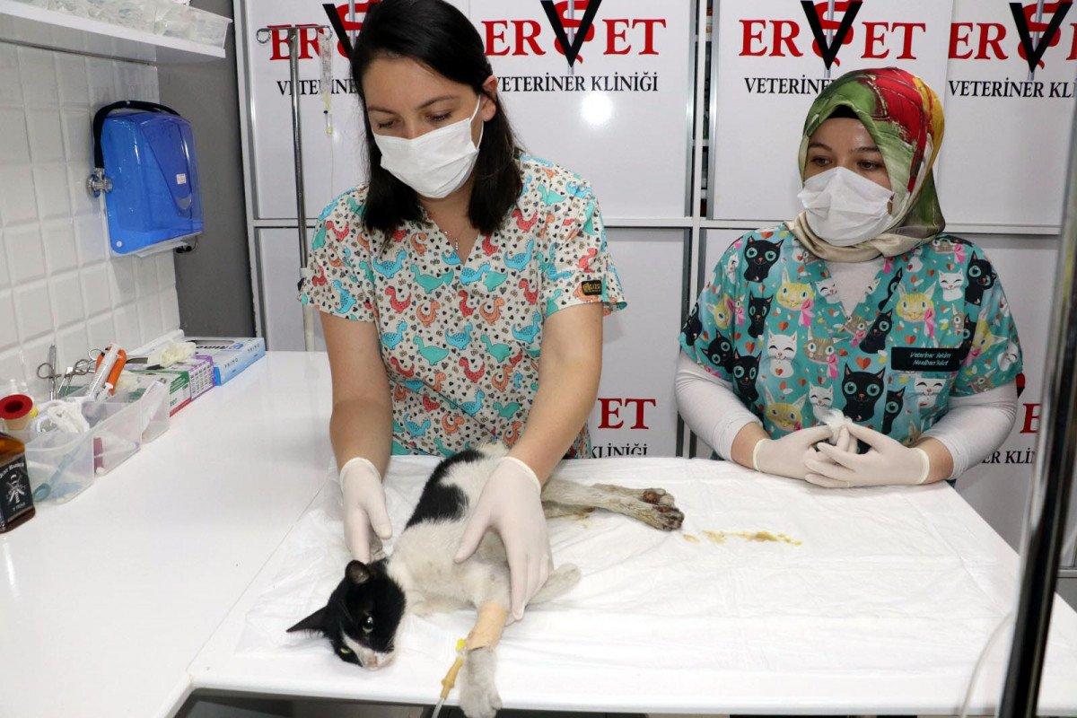 Zonguldak'ta kedi cinsel saldırıya uğradı