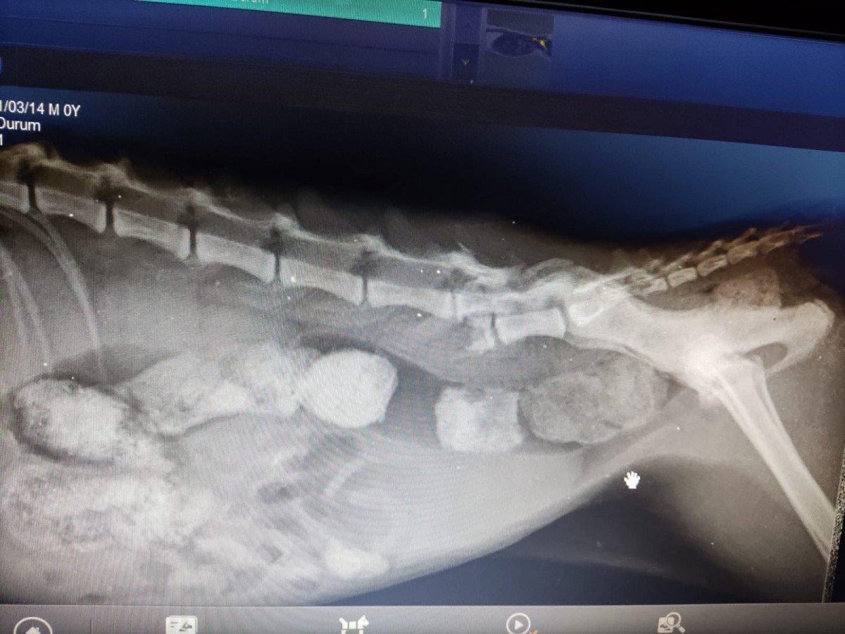 Zonguldak'ta kedi cinsel saldırıya uğradı