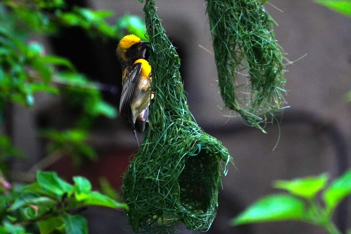 Hindistan'da Dokumacı kuşların yuva sanatı