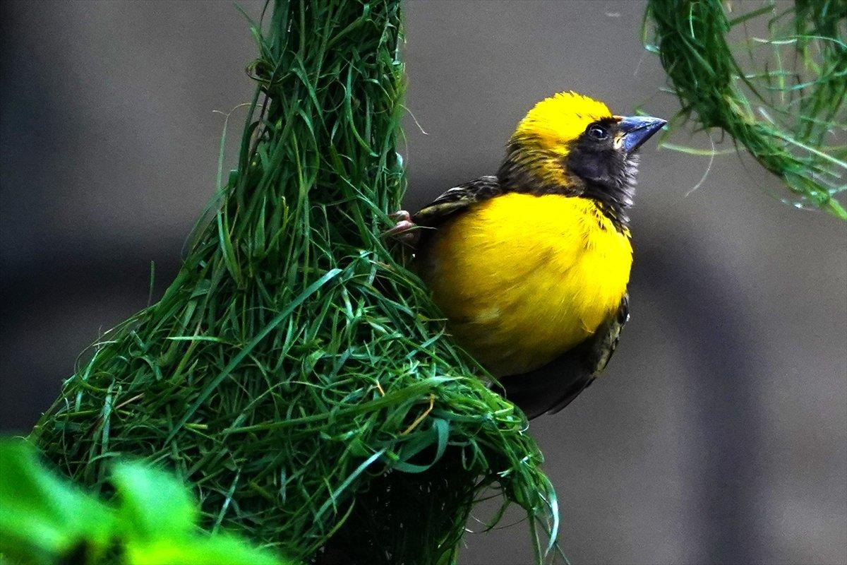 Hindistan'da Dokumacı kuşların yuva sanatı