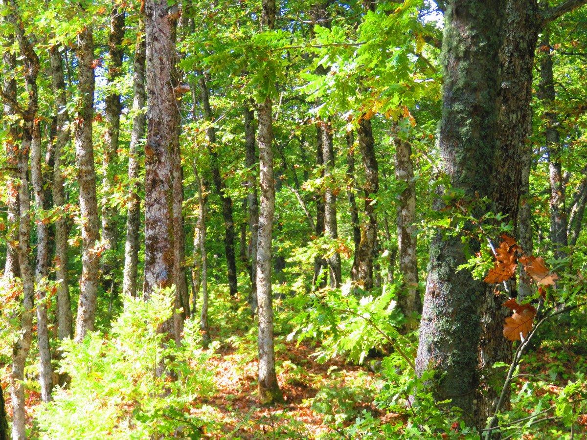 Çanakkale’de 1 ay, Gaziantep’te 15 gün ormanlara girmek yasak