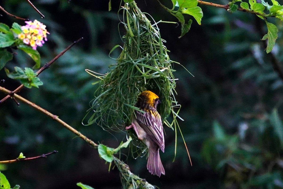 Hindistan'da Dokumacı kuşların yuva sanatı