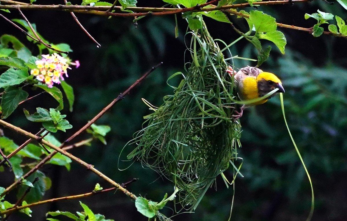Hindistan'da Dokumacı kuşların yuva sanatı