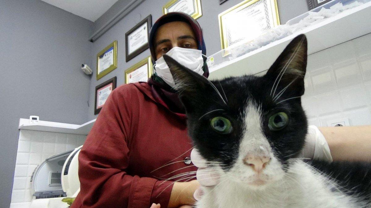 Zonguldak'ta kedi cinsel saldırıya uğradı