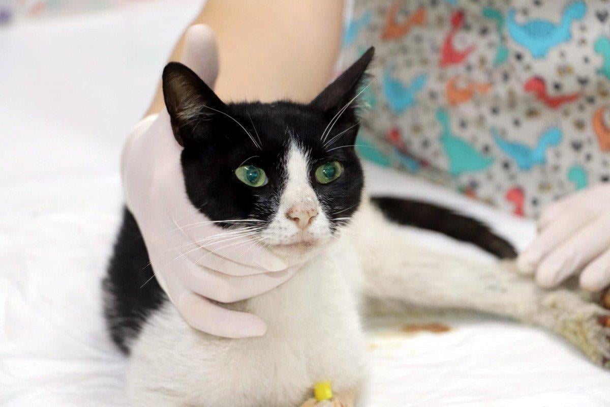 Zonguldak'ta kedi cinsel saldırıya uğradı