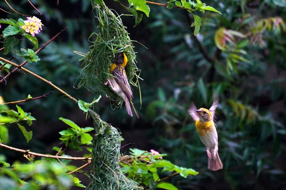 Hindistan'da Dokumacı kuşların yuva sanatı