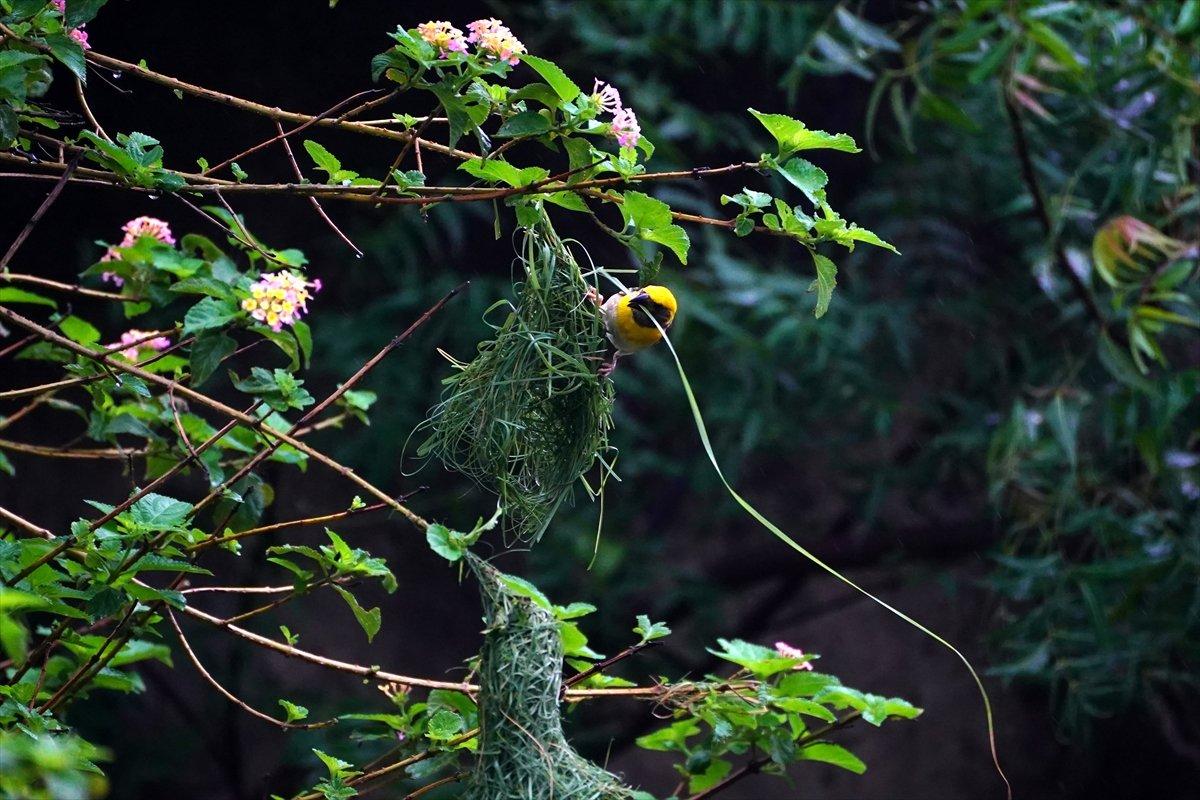 Hindistan'da Dokumacı kuşların yuva sanatı