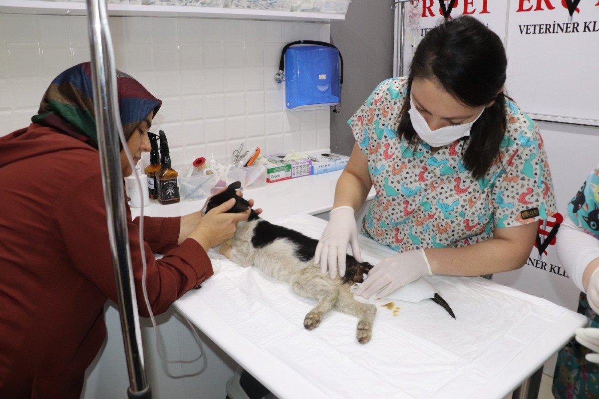 Zonguldak'ta kedi cinsel saldırıya uğradı