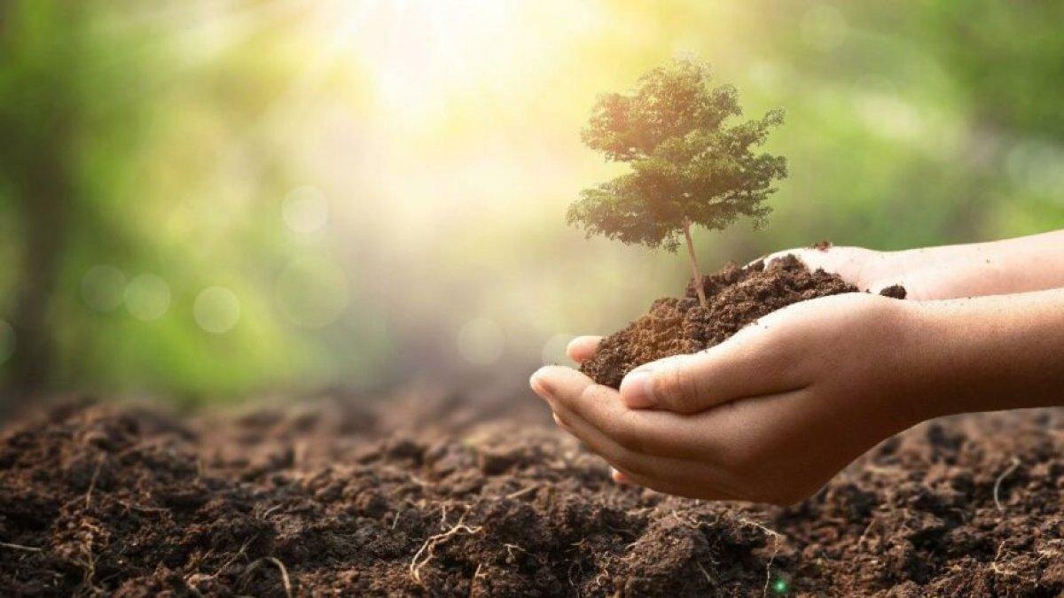 TEMA Vakfı fidan bağışı ekranı! TEMA Vakfı fidan bağışı nasıl yapılır, ücreti ne kadar?